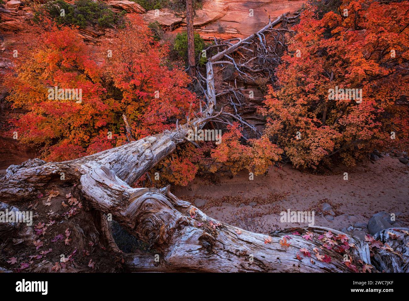 Im Clear Creek des Zion National Park, Utah Stockfoto