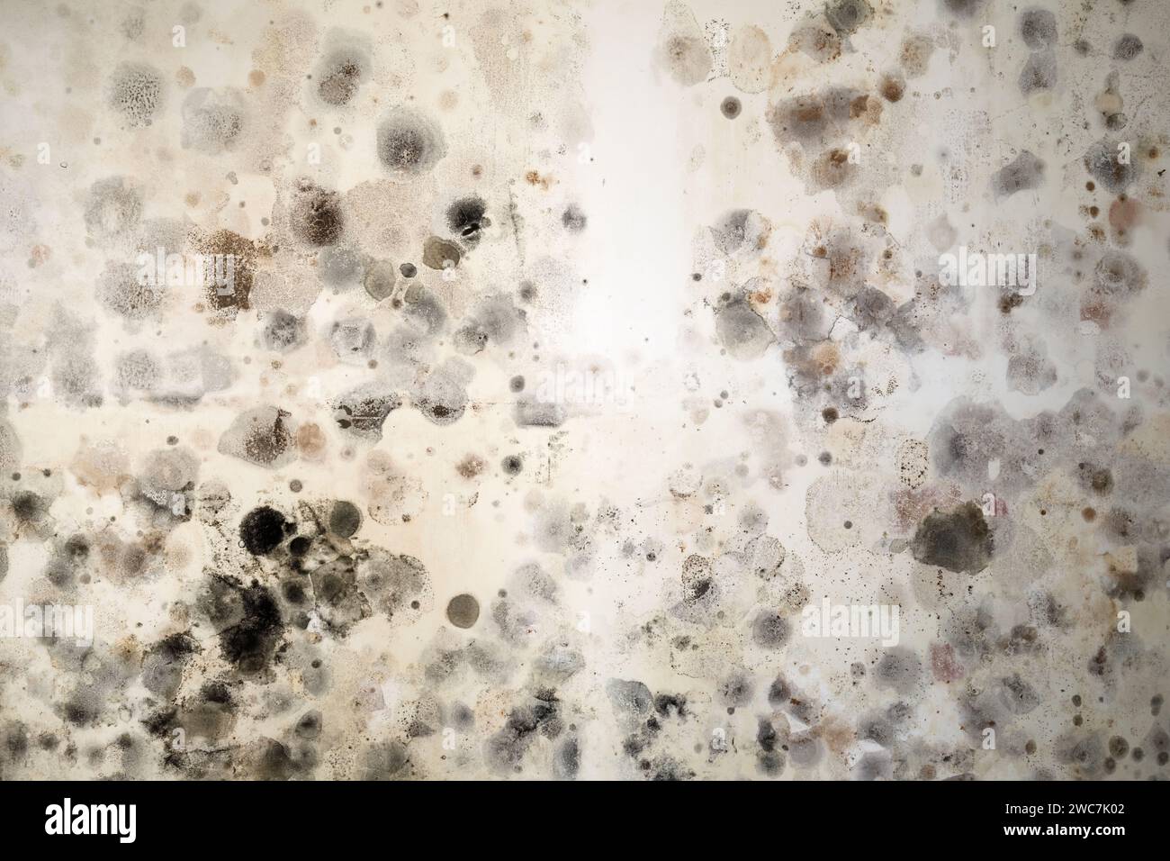 Giftiger schwarzer Schimmel Stachybotrys Chartarum wächst an der Wand eines Hauses. Stockfoto