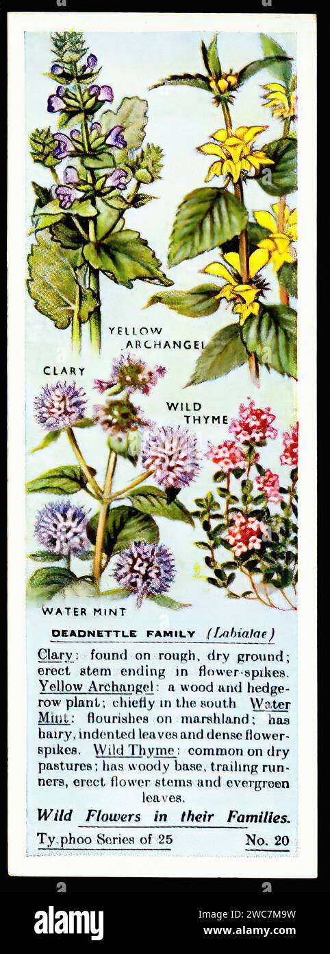 The Deadnettle Family - Vintage Tradecard Illustration Stockfoto