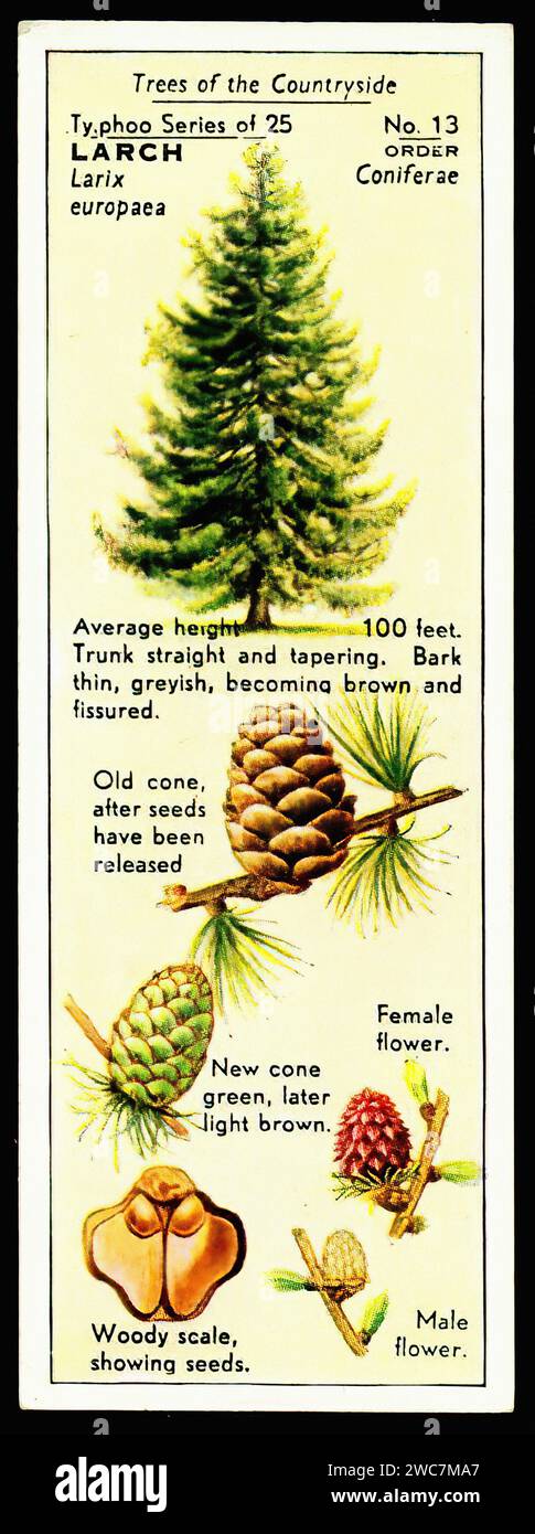 Lärchenbaum - Vintage Typhoo Teacard Illustration Stockfoto