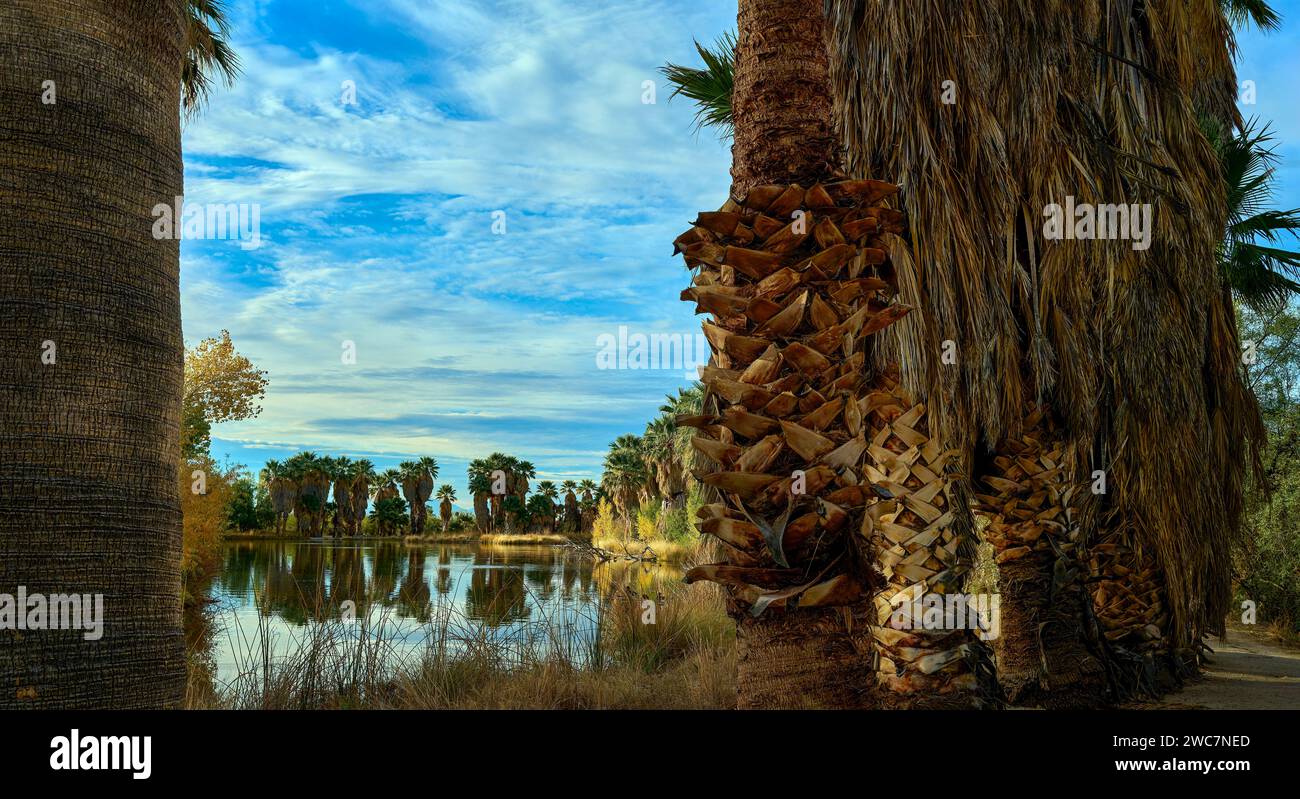 Palmen im Agua Caliente Park reflektieren auf einem friedlichen Teich unter einem sanft mit Wolken bemalten Himmel. Stockfoto