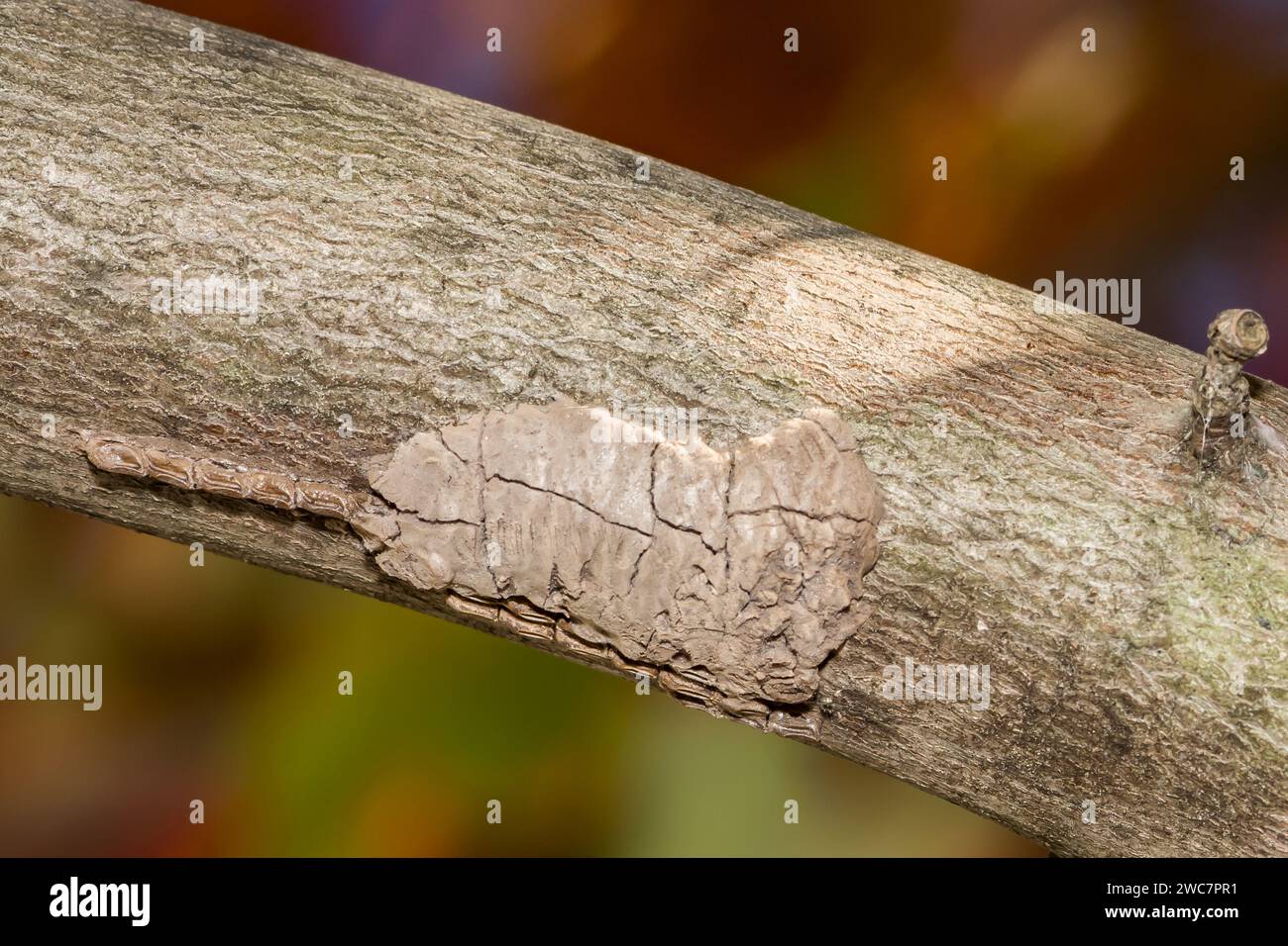 Gefleckte Laterfly Egg Mass - Lycorma Delicatula Stockfoto