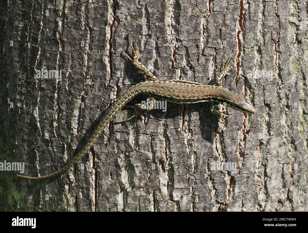 Eidechse (wissenschaftlicher Name Lacertilia) der Tierklasse Reptilia (Reptilien) auf Baumstammrinde Stockfoto