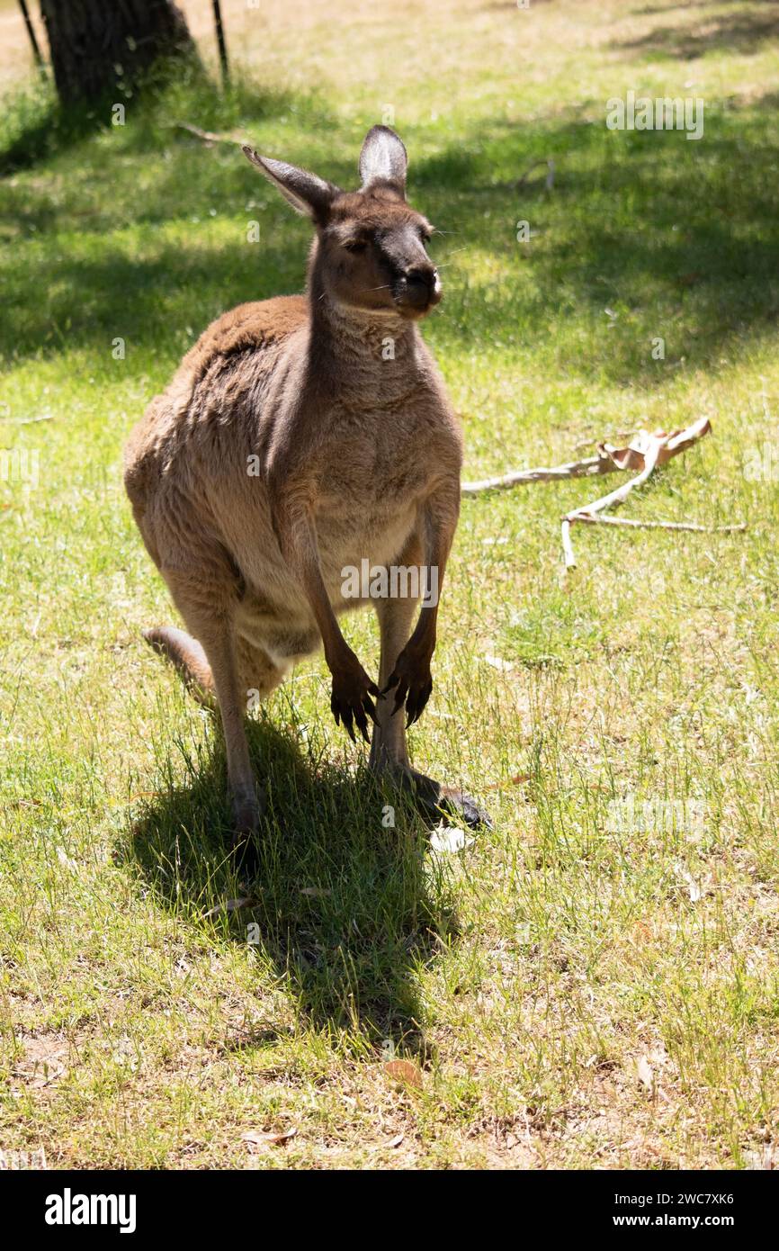 Das Känguru-Island Känguru hat einen braunen Körper mit einem weißen Unterbauch. Sie haben auch schwarze Füße und Pfoten Stockfoto