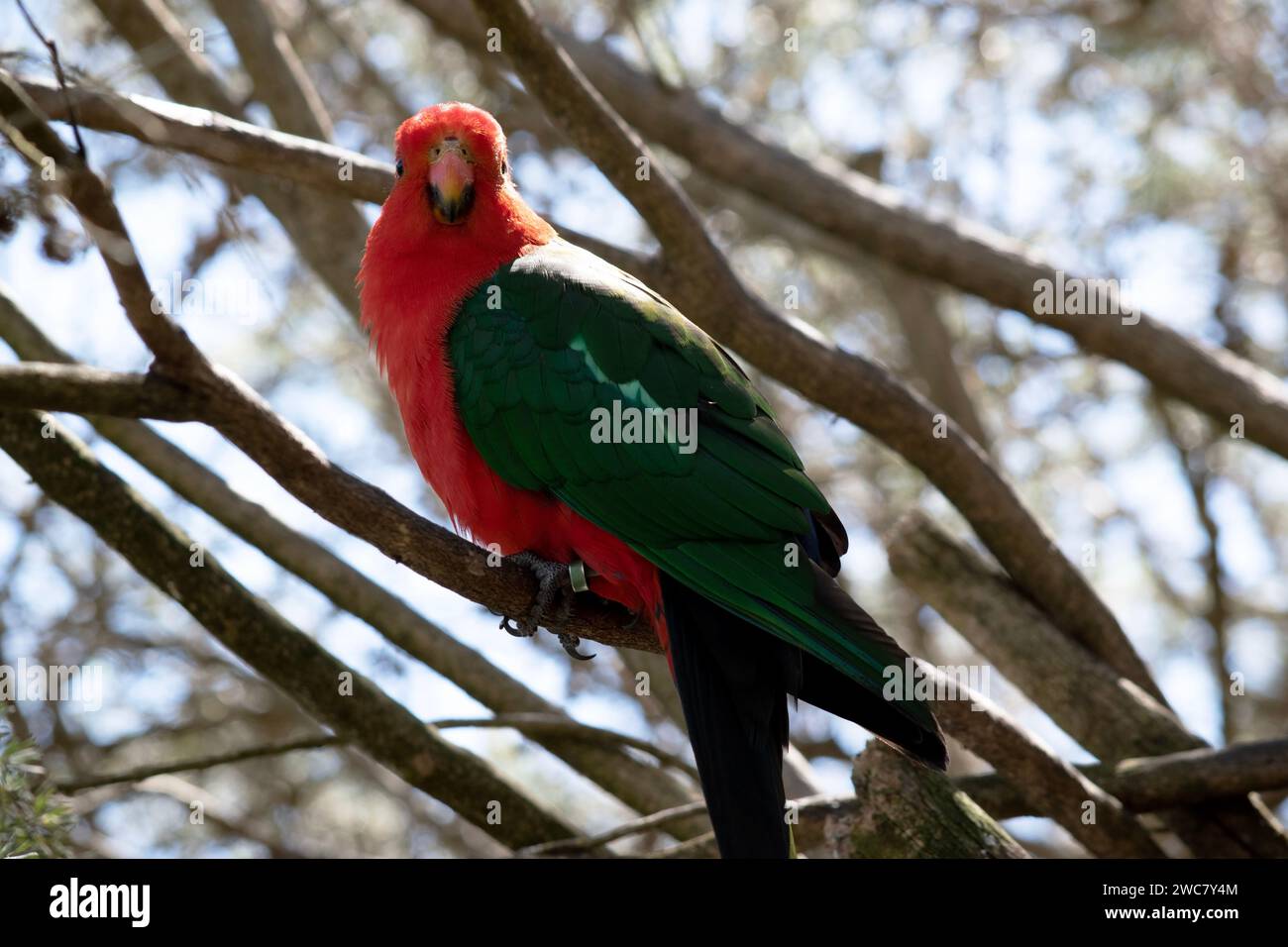 Der australische Königspapagei hat einen roten Bauch und einen grünen Rücken, mit grünen Flügeln und einem langen grünen Schwanz. Die männlichen australischen Königspapageien sind die einzigen aus Stockfoto