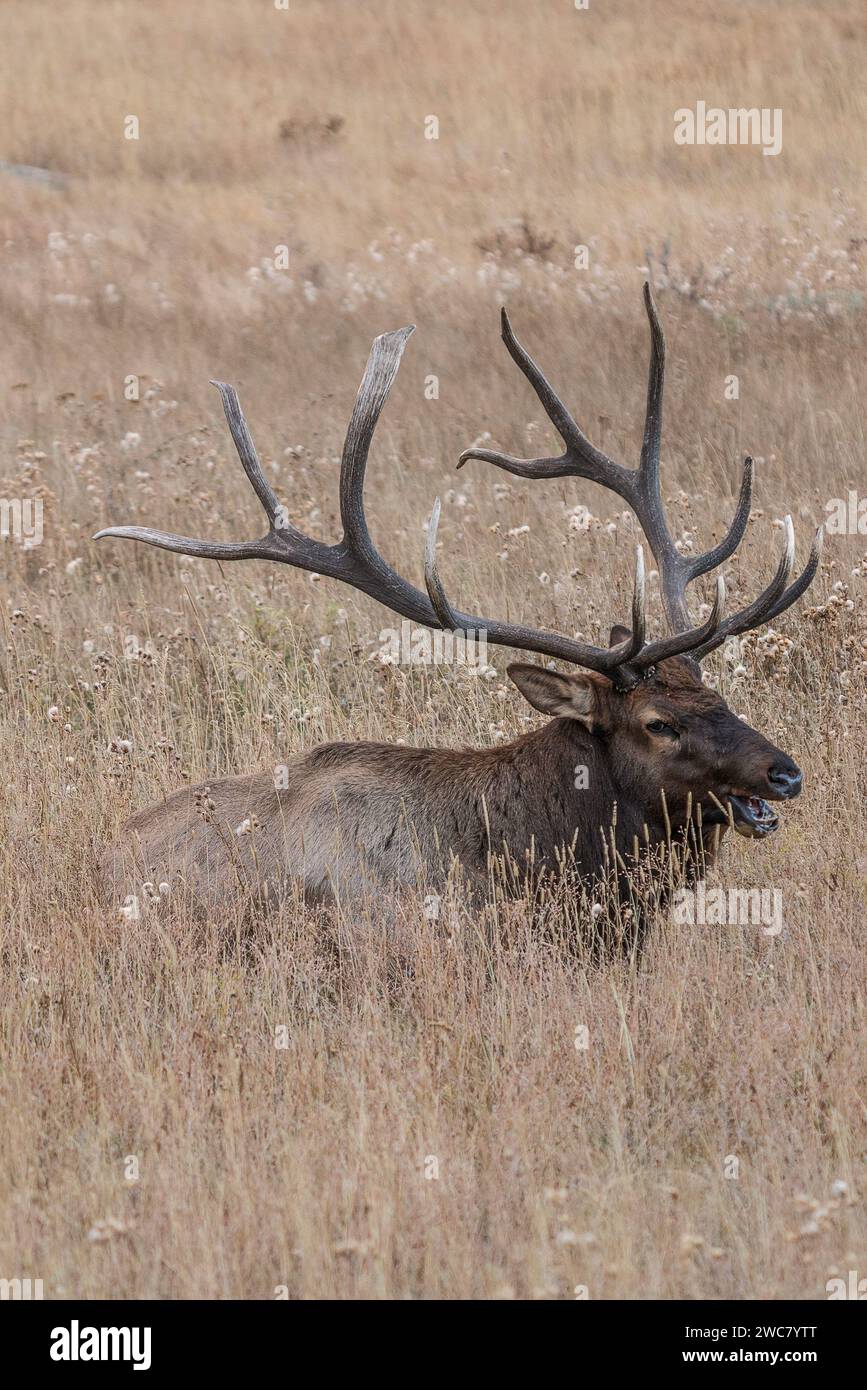 Große Bullenelche, die auf Feldgras im Rocky Mountain National Park, Colorado, ruhen Stockfoto