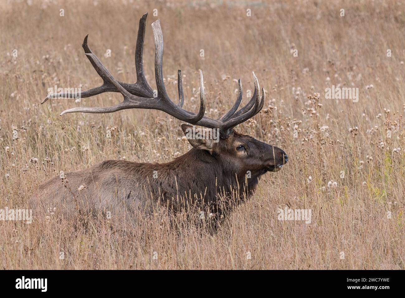 Große Bullenelche, die auf Feldgras im Rocky Mountain National Park, Colorado, ruhen Stockfoto