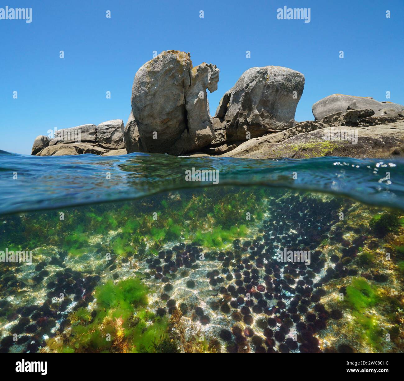 Große Felsen am Meeresufer mit einer Gruppe von Seeigeln unter Wasser, geteilter Blick über und unter der Wasseroberfläche, Ostatlantik, natürliche Szene, Spanien Stockfoto