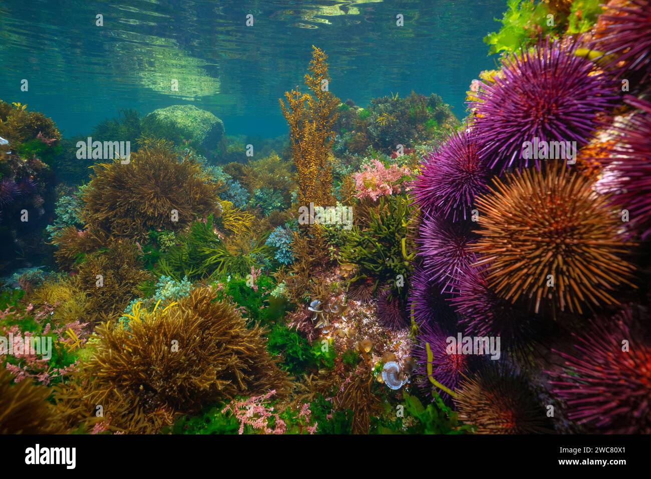 Seeigel mit Algen, farbenfrohe Unterwasserlandschaft im Ostatlantik, Naturszene, Spanien, Galicien, Rias Baixas Stockfoto