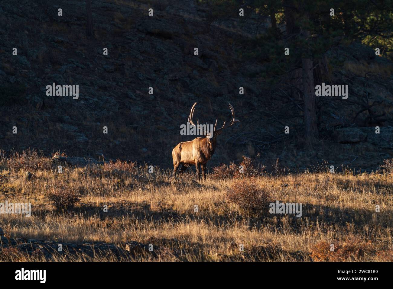 Elch in Rocky Mountain Nationalpark, Colorado Stockfoto