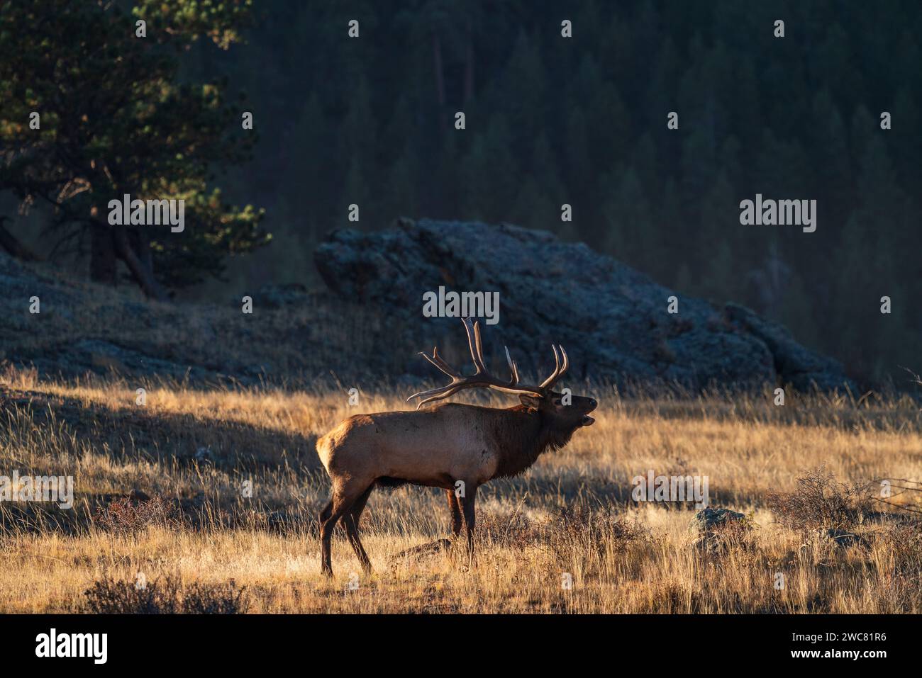 Bullenelche, die während der Furche im Rocky Mountain National Park, Colorado, herumschnurren Stockfoto