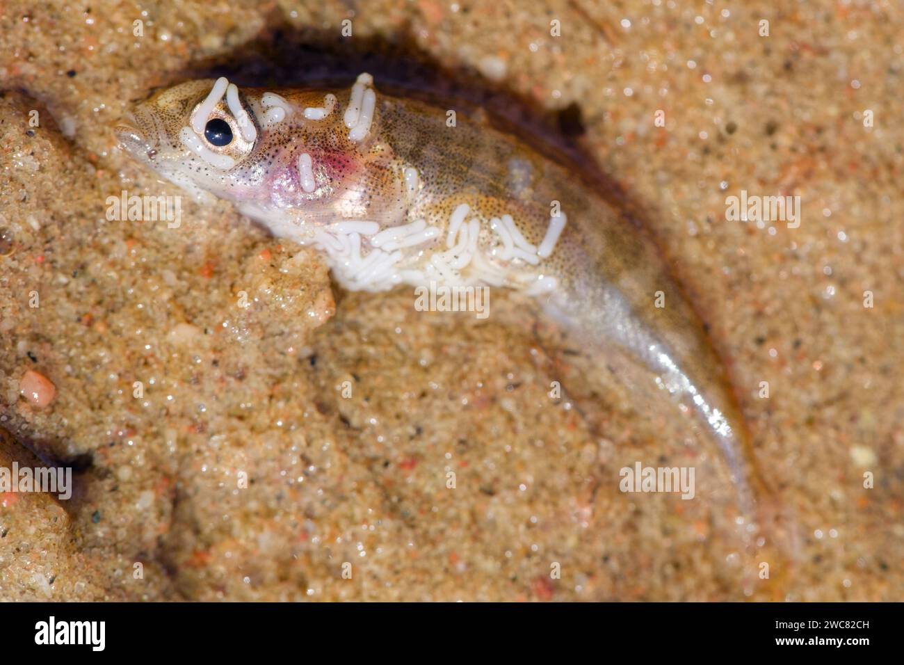 Parasitäre Zysten an einem Fisch (Dermocystidium gasterostei) Stockfoto