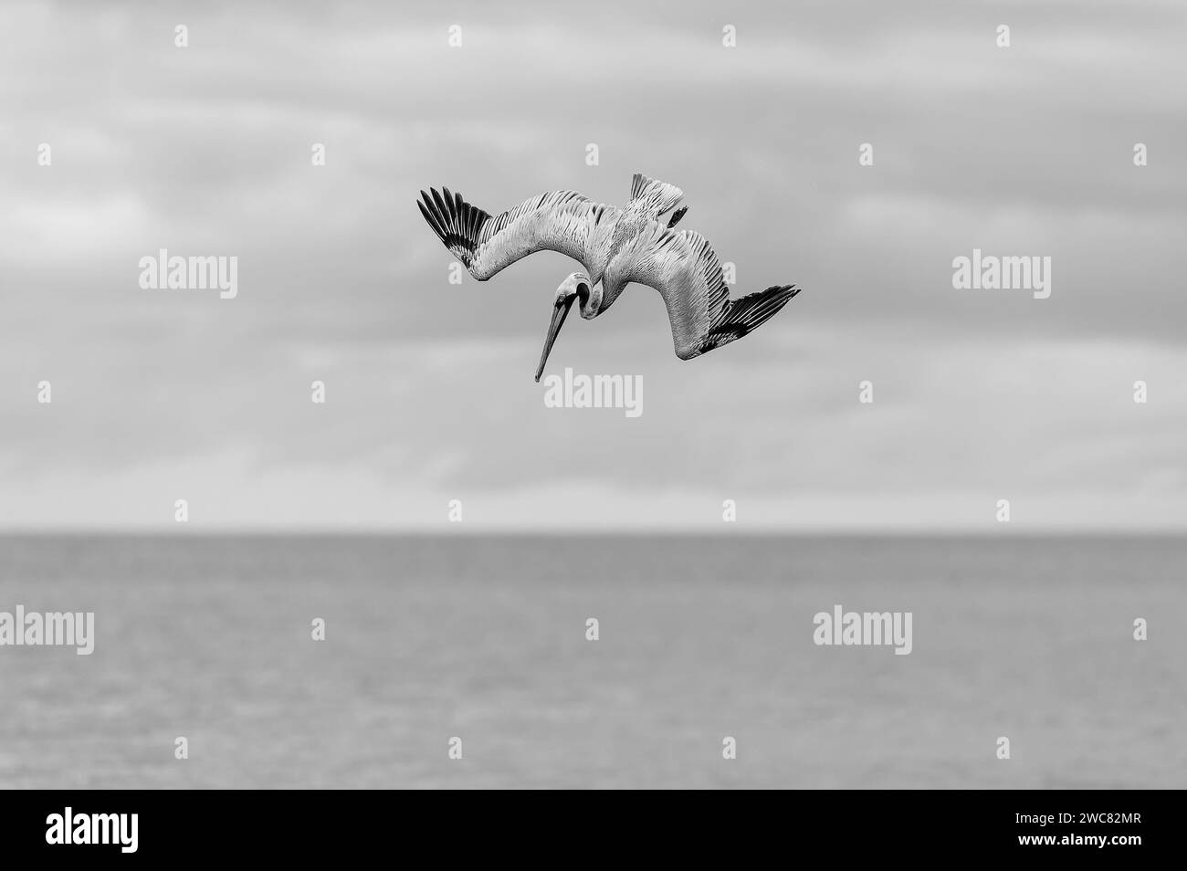 Ein Pelikan taucht mit hoher Geschwindigkeit mit Wings Full Spread Schwarz und weiß Stockfoto