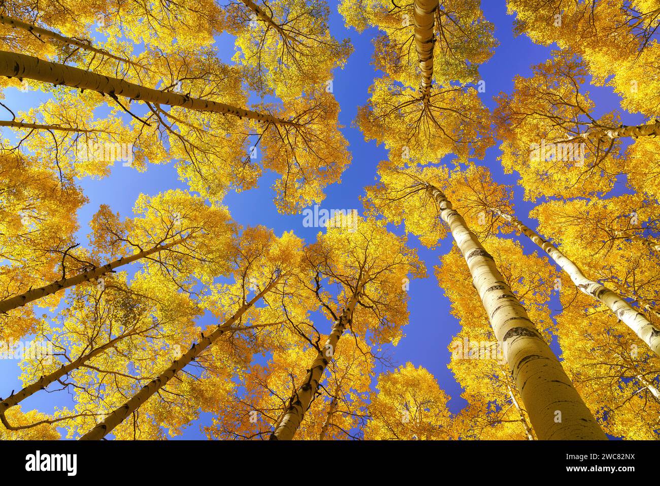 Farbenfrohe gelbe Herbstaspen und klarer blauer Himmel in Colorado Stockfoto