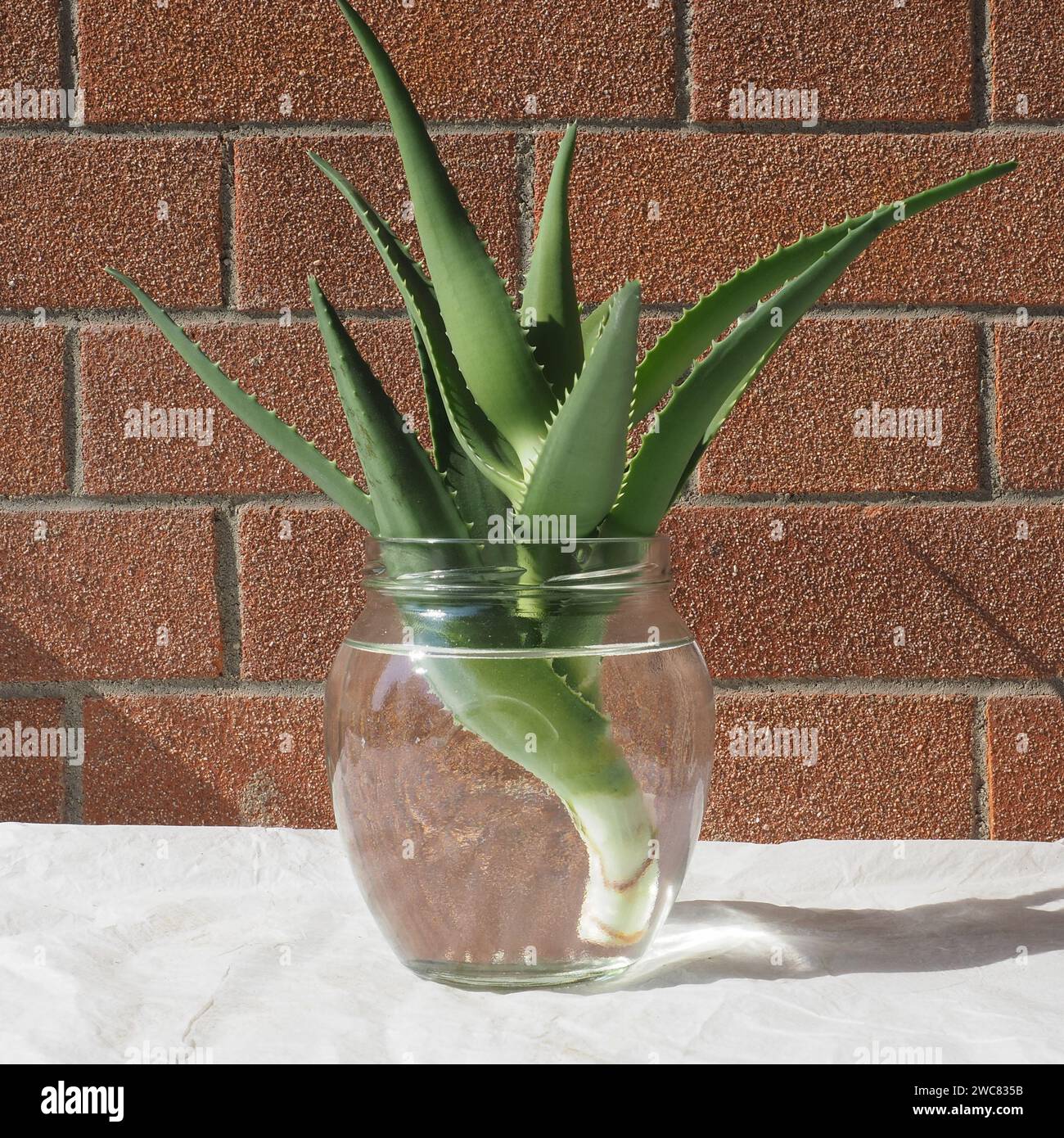 Aloe Vera Pflanze schneiden Stockfotografie - Alamy