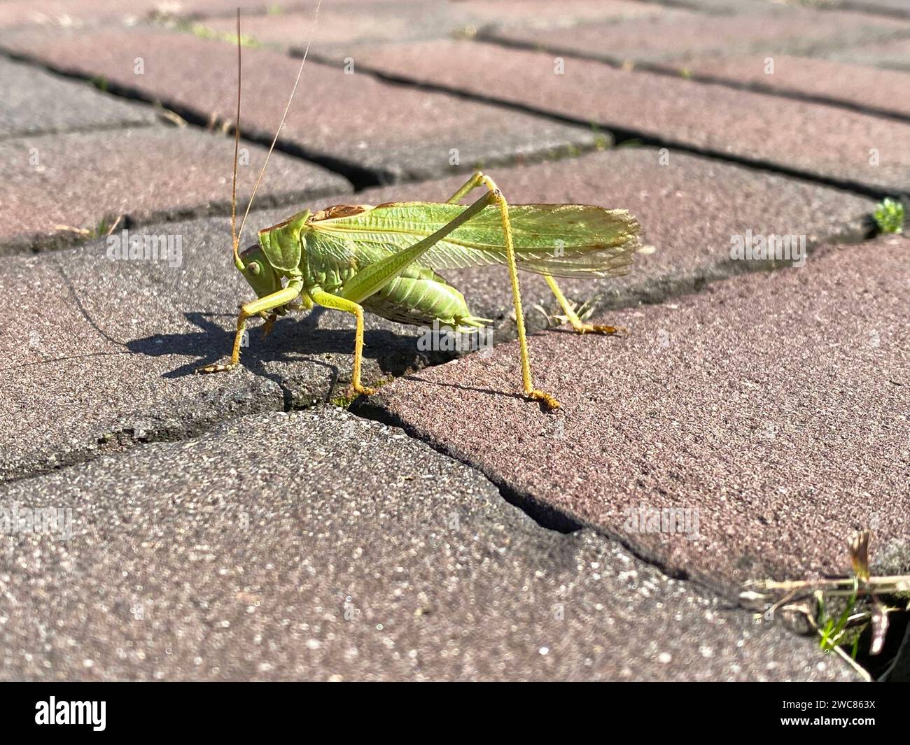 Insekt, grünes Heupferd, Heuschrecke, Heuschrecke *** Insekten, grüne Heuschrecke, Heuschrecken, Heuschrecke Stockfoto