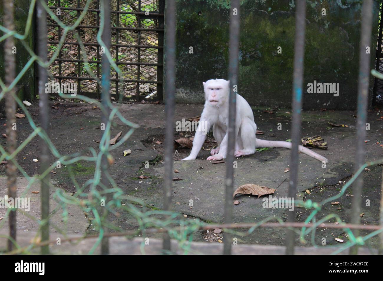 Medan, Indonesien. Januar 2024. Ein weißer oder Albino-Affe, der hungrig und etwas schwach aussieht im Medan Zoo, der sich auf Jalan Semalingkar befindet, sah der Affe aufgrund mangelnder Aufmerksamkeit des medizinischen Personals gestresst aus. (Foto: Kartik Byma/SOPA Images/SIPA USA) Credit: SIPA USA/Alamy Live News Stockfoto