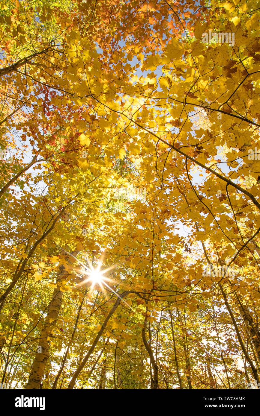 Genießen Sie den Sonnenschein durch farbenfrohe Herbstbirken am Pictured Rocks National Lakeshore in Michigan Stockfoto