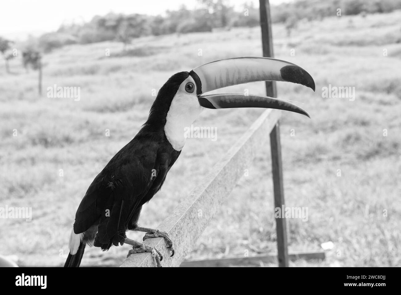 toucan in der Tierwelt. toucan in Wildtieren mit Orangenschnabel. Foto von Tukan in Wildtieren draußen Stockfoto