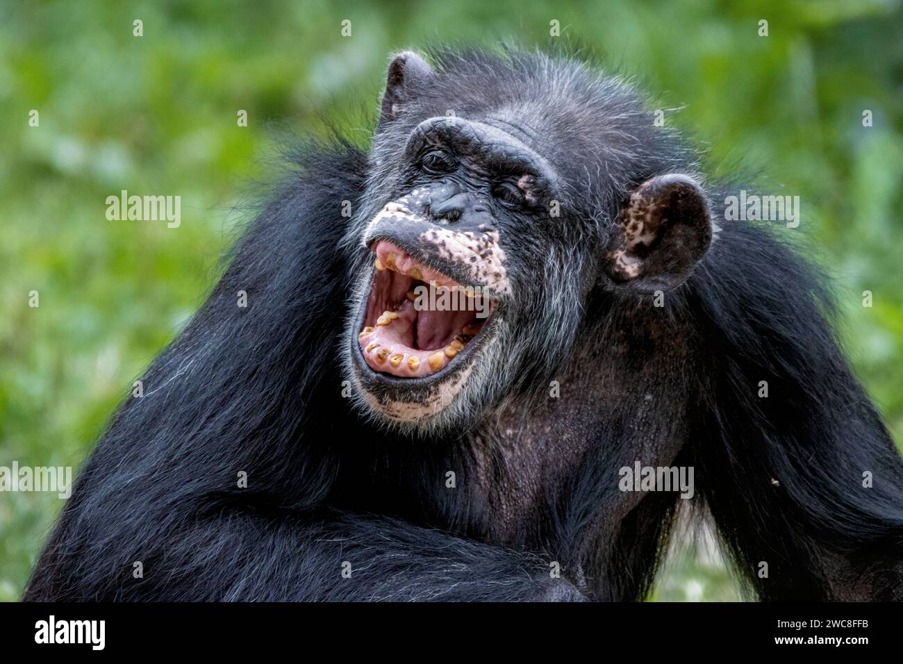 Lachender Schimpanse genießt einen Witz Stockfoto