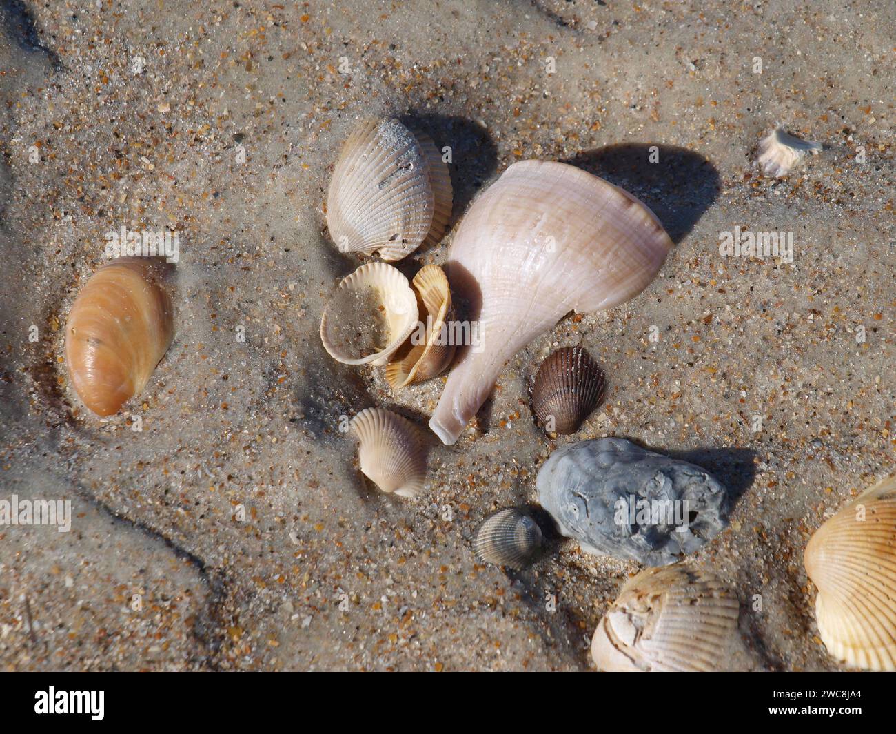 Großer Busycotypus canaliculatus mit Archenmuschel und anderen Muscheln am Strand. Stockfoto