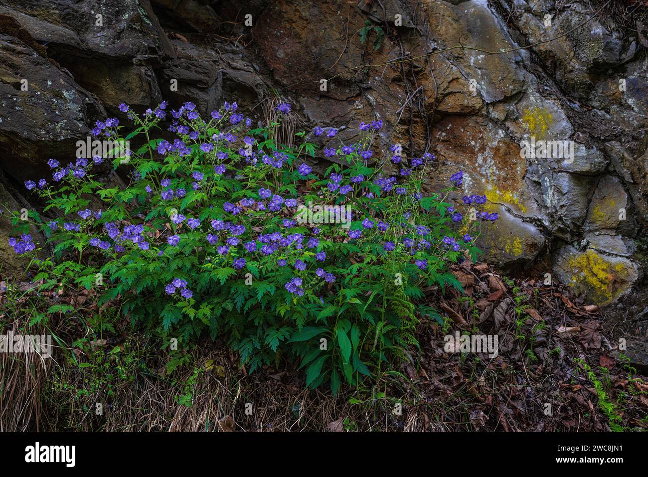 Blauviolett wächst entlang der Straße im Great Smoky Mountains National Park Stockfoto