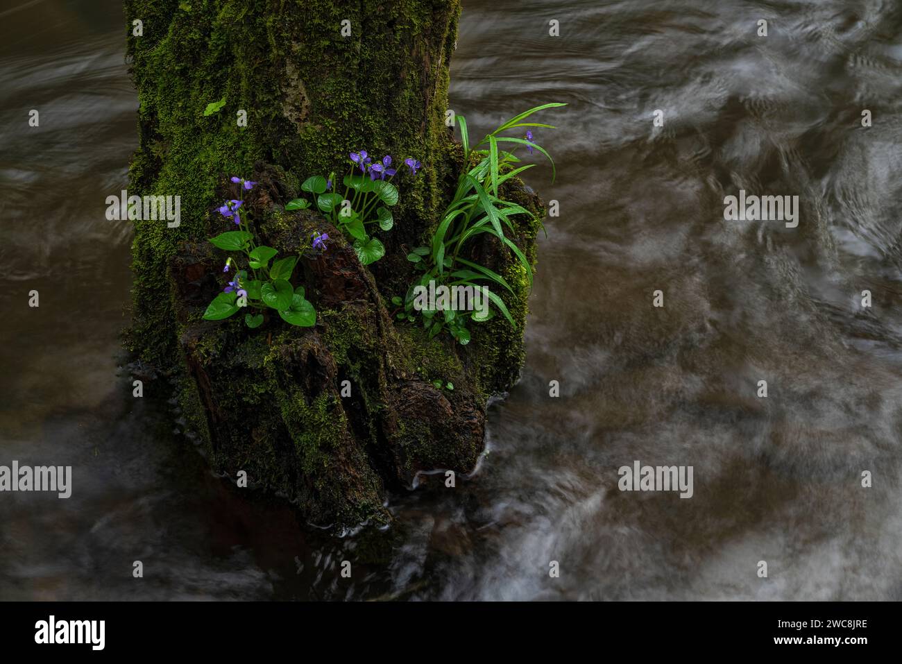 Blauviolett wächst aus einem Stumpf im Middle Prong Little River im Tremont-Abschnitt des Great Smoky Mountains National Park in Tennessee Stockfoto