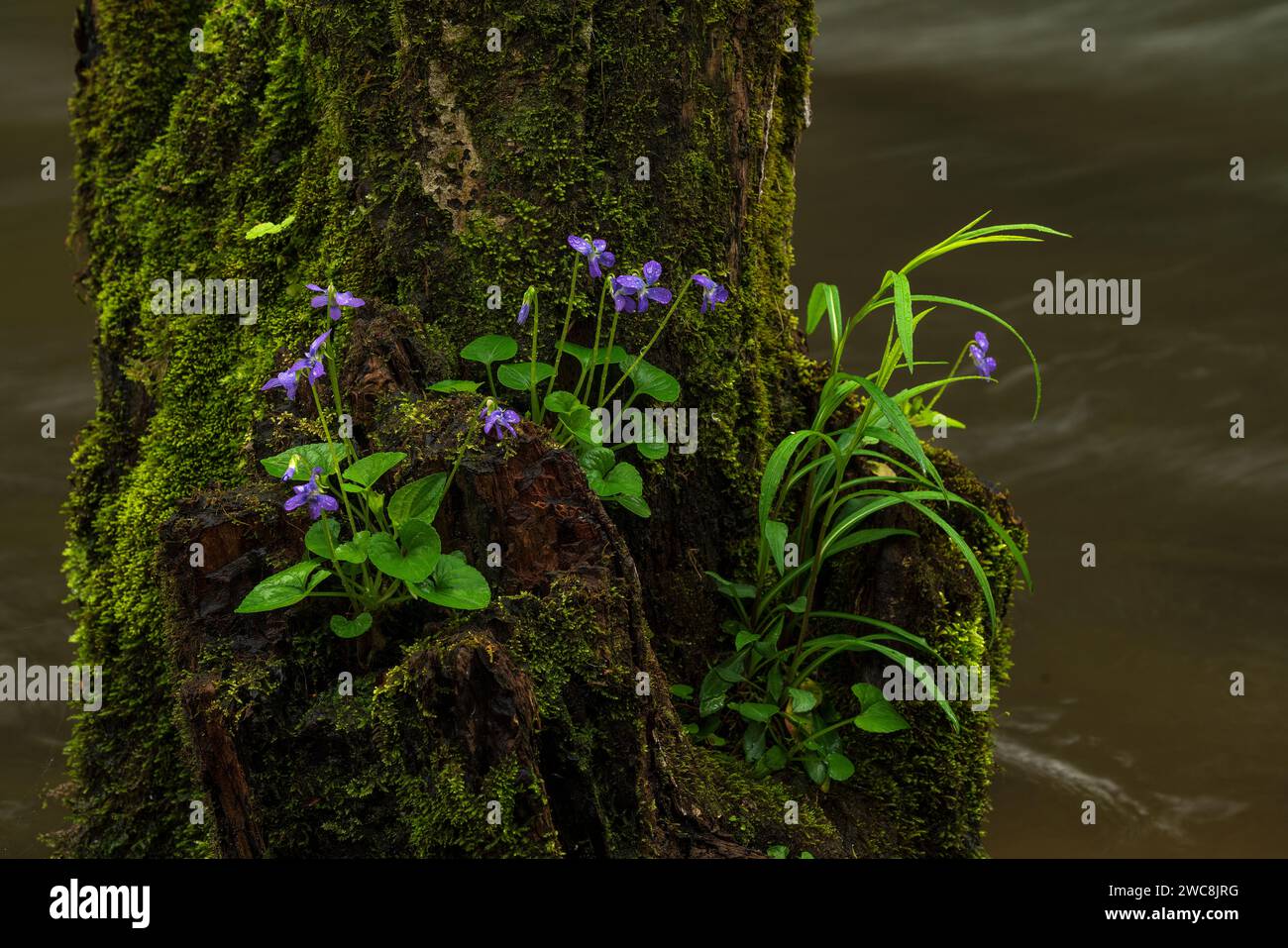 Blauviolett wächst aus einem Stumpf im Middle Prong Little River im Tremont-Abschnitt des Great Smoky Mountains National Park in Tennessee Stockfoto