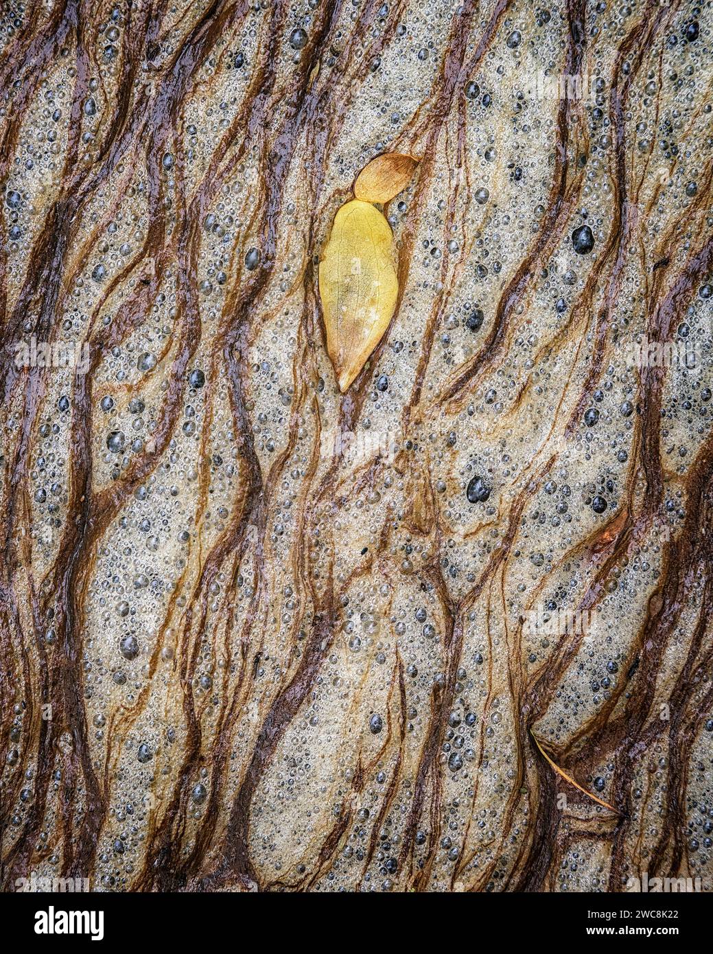 Herbstblatt schwimmt auf gelösten organischen Kohlenstoff am Middle Patuxent River im Howard County, Maryland Stockfoto