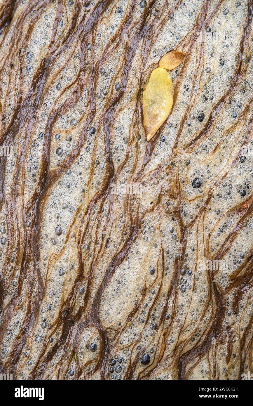 Herbstblatt schwimmt auf gelösten organischen Kohlenstoff am Middle Patuxent River im Howard County, Maryland Stockfoto