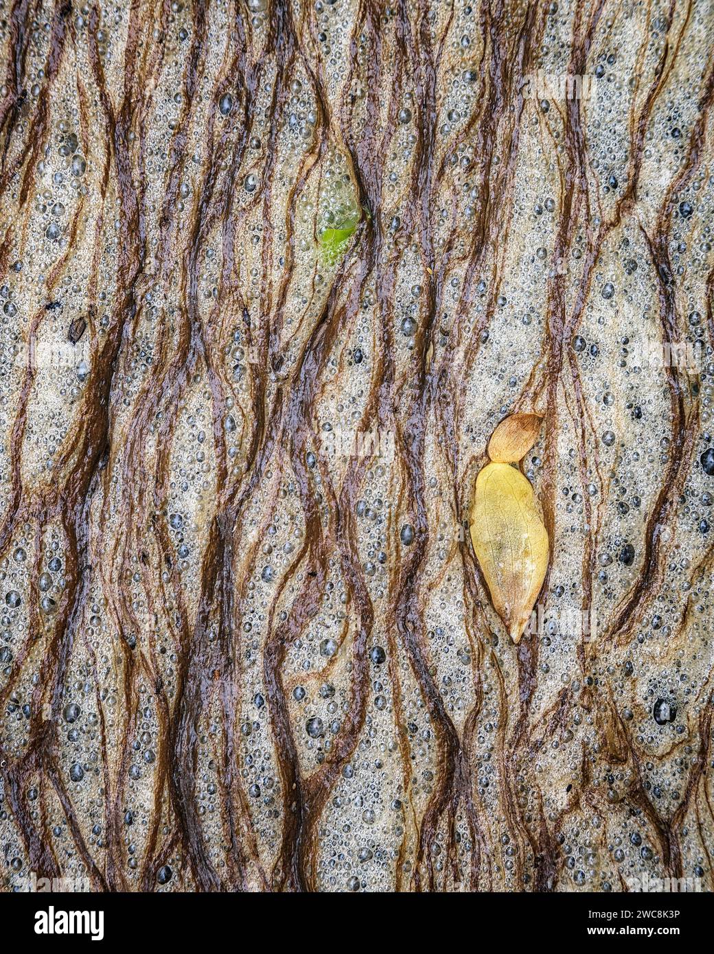 Herbstblatt schwimmt auf gelösten organischen Kohlenstoff am Middle Patuxent River im Howard County, Maryland Stockfoto