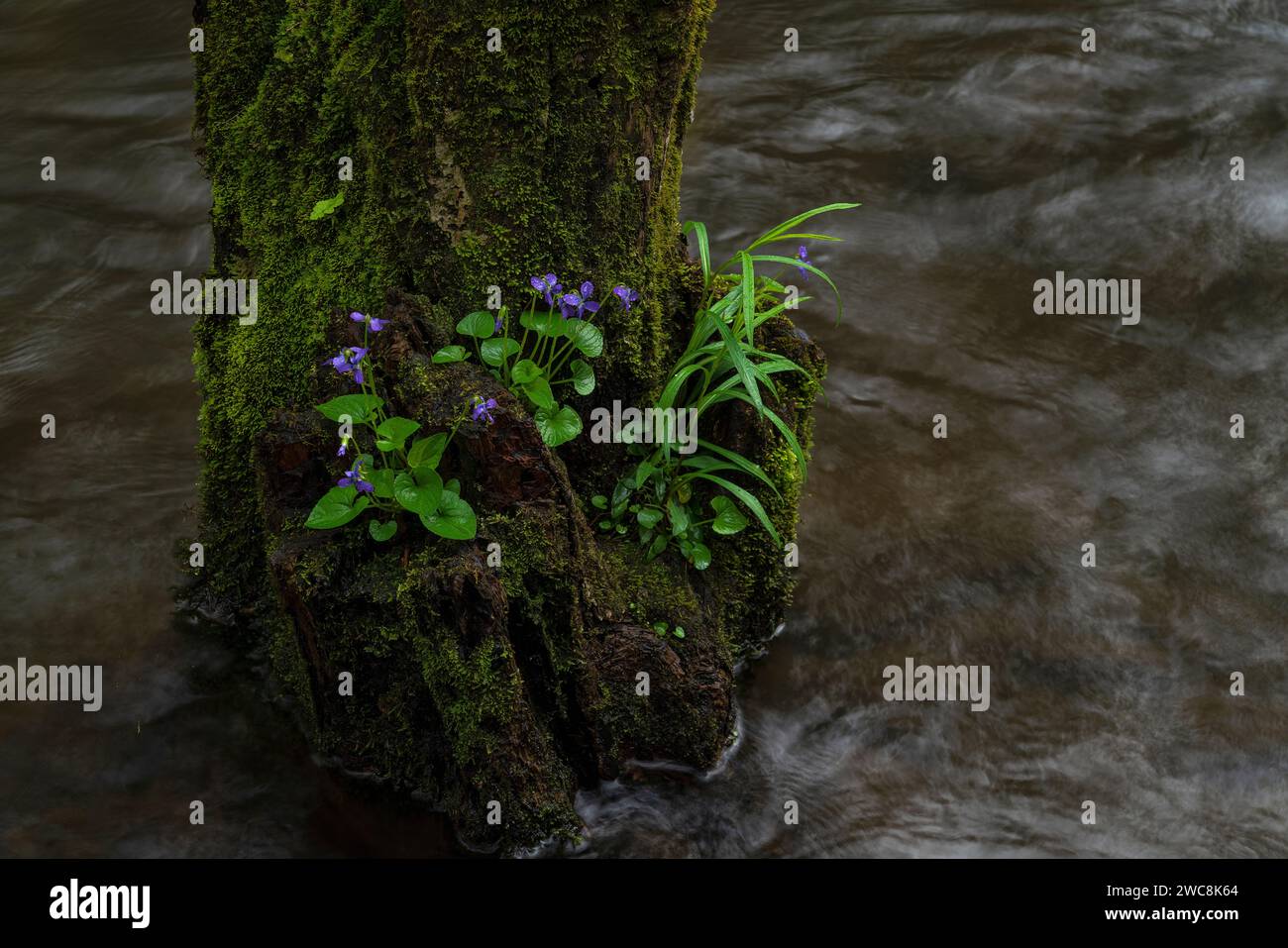 Blauviolett wächst aus einem Stumpf im Middle Prong Little River im Tremont-Abschnitt des Great Smoky Mountains National Park in Tennessee Stockfoto