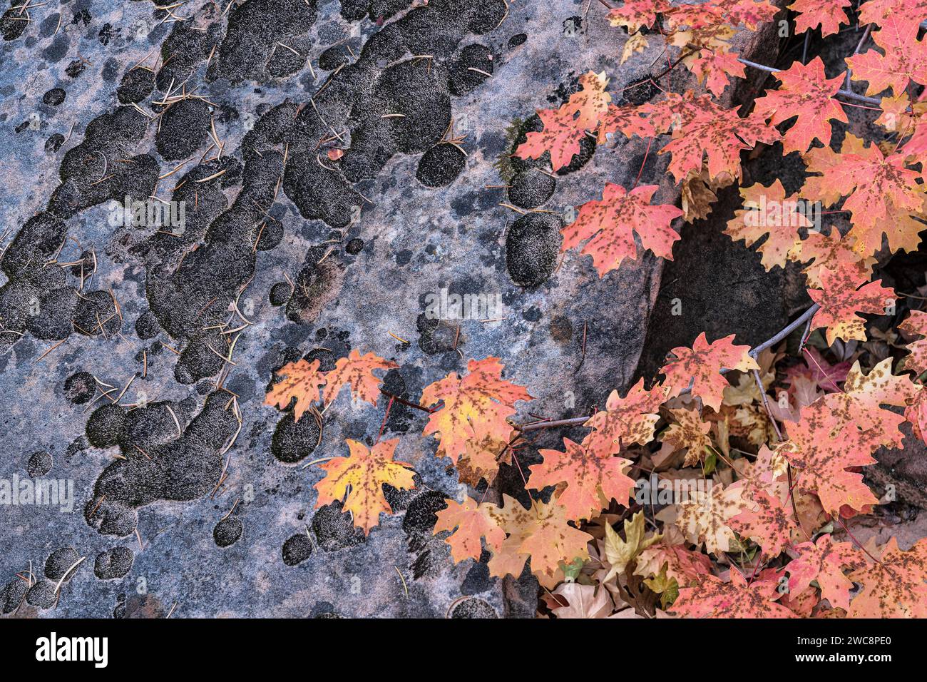 Bunte Ahornblätter im Clear Creek-Abschnitt des Zion-Nationalparks in Utah Stockfoto