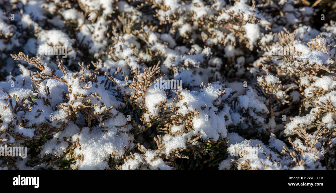 Weicher Schnee auf Strauchzweigen, Winterhintergrund Stockfoto