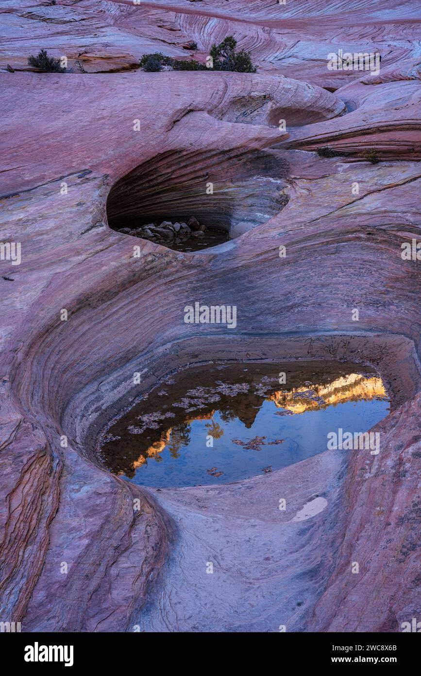 Reflexion in einem kleinen Pool hoch auf einer Mesa im Zion National Park, Utah Stockfoto