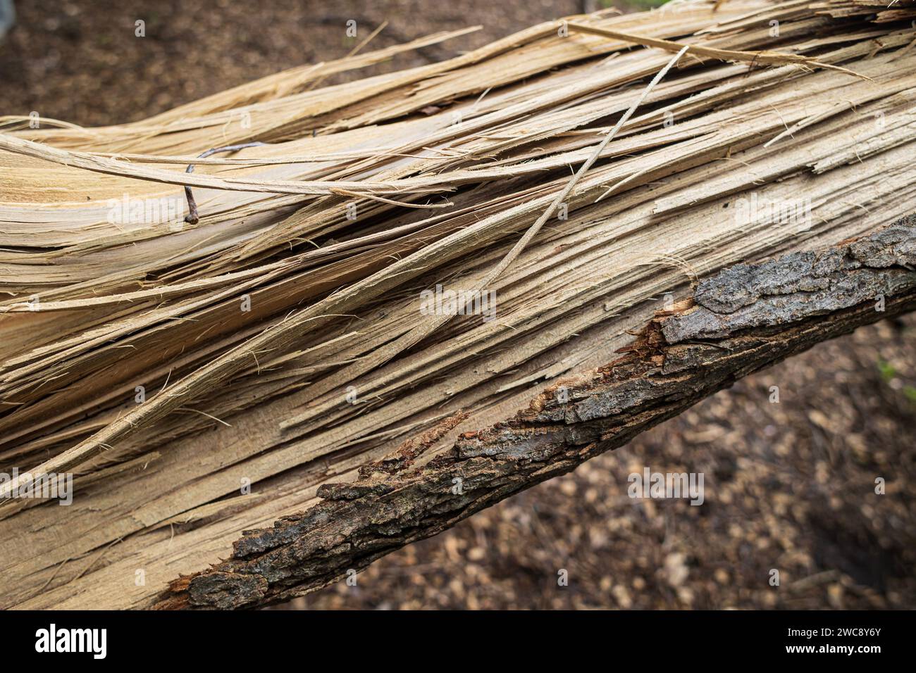 Die Nahaufnahme zeigt einen zersplitterten Baumzweig, nachdem ein heftiger Sturm durch einen Atlanta Park gefegt hat. Stockfoto