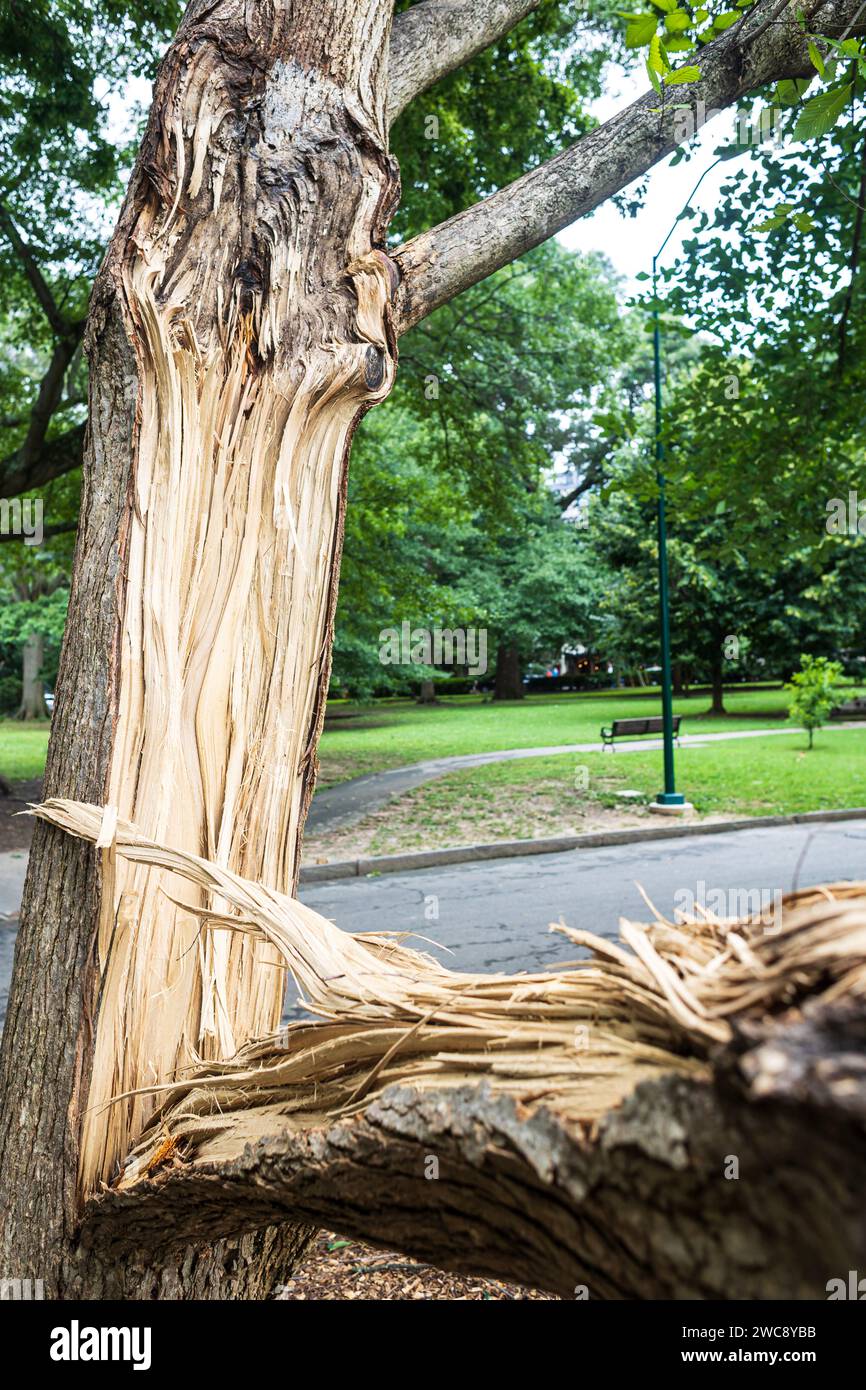 Ein Baumstamm wird in zwei Hälften zersplittert, nachdem ein schwerer Sturm in der Nacht zuvor einen Park in Atlanta getroffen hat. Stockfoto