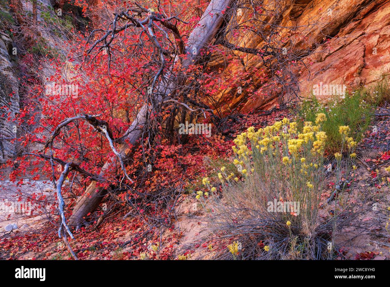 Farbenfroher herbstlicher Big-Tooth Maple und Rabbitbrush im Zion National Park, Utah Stockfoto