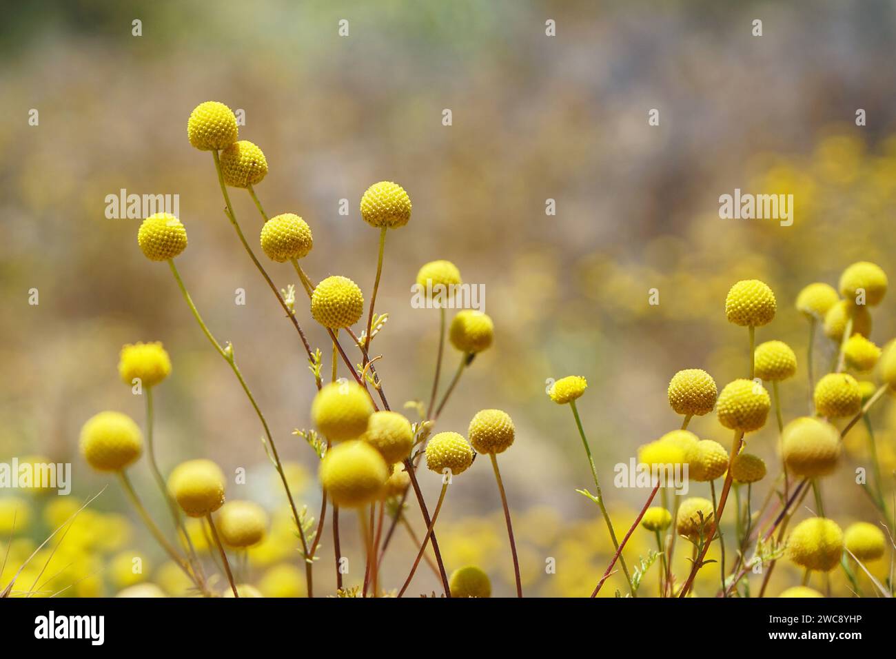 Konzentrieren Sie sich auf gelbe Craspedia Billy Ball Blumen mit Bokeh Hintergrund Stockfoto