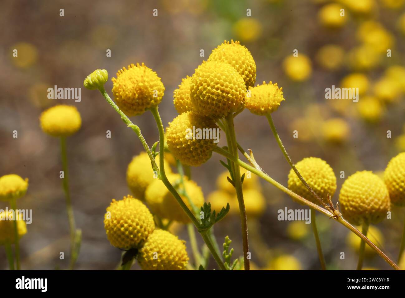 Konzentrieren Sie sich auf gelbe Craspedia Billy Ball Blumen mit Bokeh Hintergrund Stockfoto