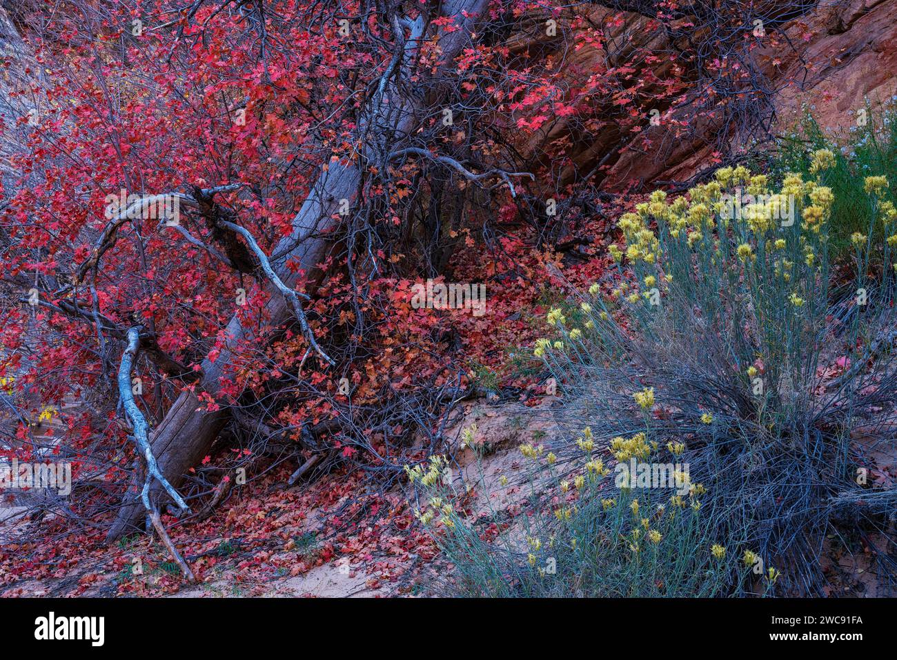 Farbenfroher herbstlicher Big-Tooth Maple und Rabbitbrush im Zion National Park, Utah Stockfoto