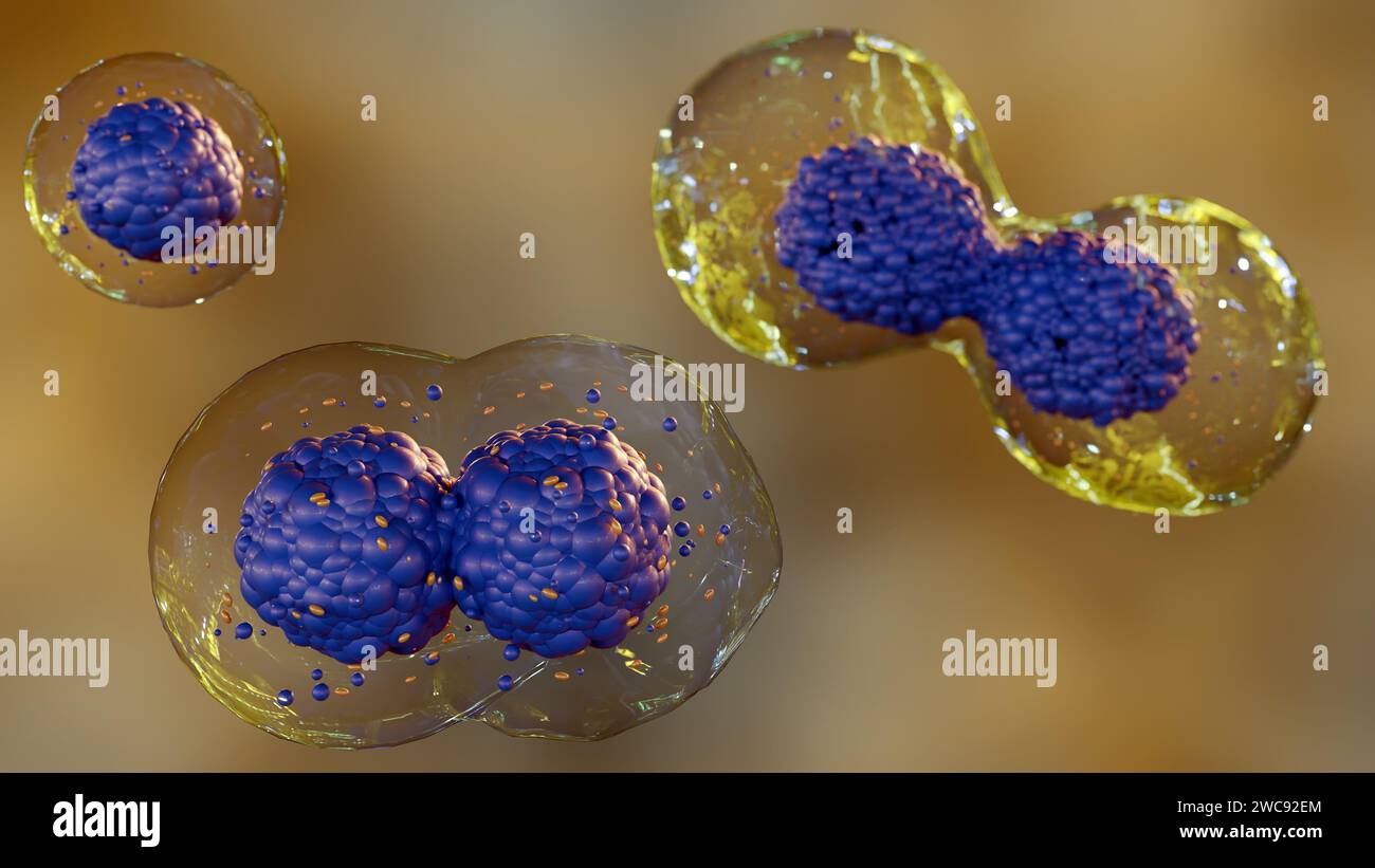 3D-Darstellung der Teilung von Stammzellen, bei denen es sich um unspezialisierte Zellen handelt, die sich zu verschiedenen Zelltypen entwickeln können. Die Stammzellen werden als Sphe dargestellt Stockfoto