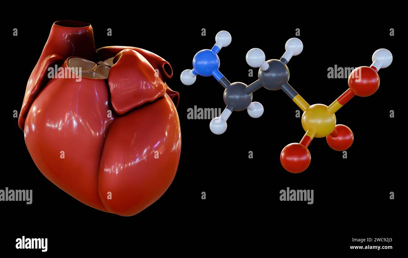 3D-Rendering von 2-Aminoethansulfonsäure oder Taurinmolekül und menschlichem Herz, Stockfoto