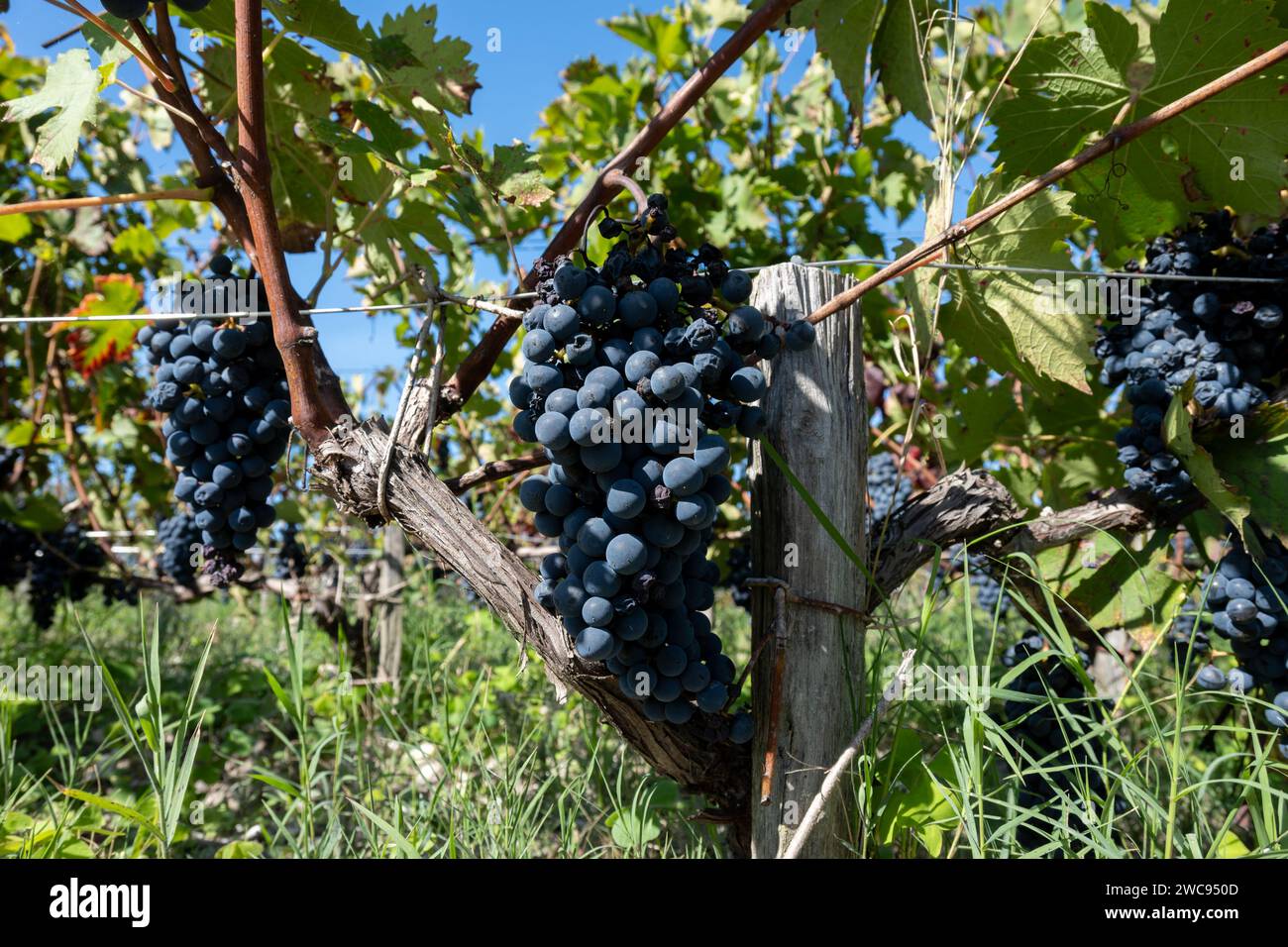 Weinberge im Dorf Pauillac mit Reihen von Reifen roten Cabernet Sauvignon Rebsorten der Haut-Medoc Weinberge in Bordeaux, linkes Ufer der Gironde Mündung Stockfoto