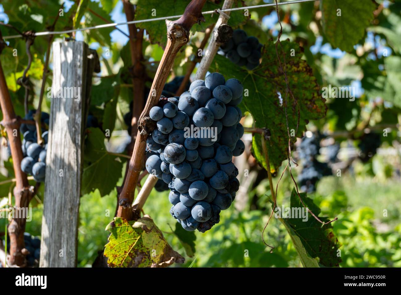 Weinberge im Dorf Pauillac mit Reihen von Reifen roten Cabernet Sauvignon Rebsorten der Haut-Medoc Weinberge in Bordeaux, linkes Ufer der Gironde Mündung Stockfoto