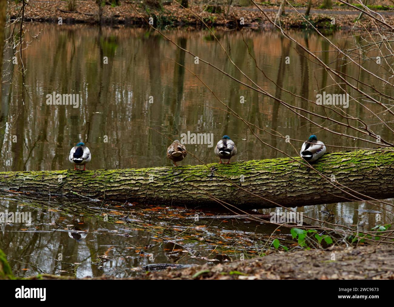Rückblick auf vier Enten, die eine Pause machen, während sie auf einem Stamm über der Wasseroberfläche eines Sees sitzen Stockfoto