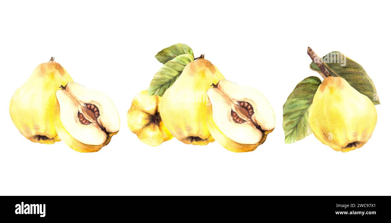 Handgemalte Aquarellanordnung Set mit gelber reifer saftiger Quitte ganz und geschnittenen Früchten mit Samen und Blättern. Clipart-Abbildung für Aufkleber Stockfoto