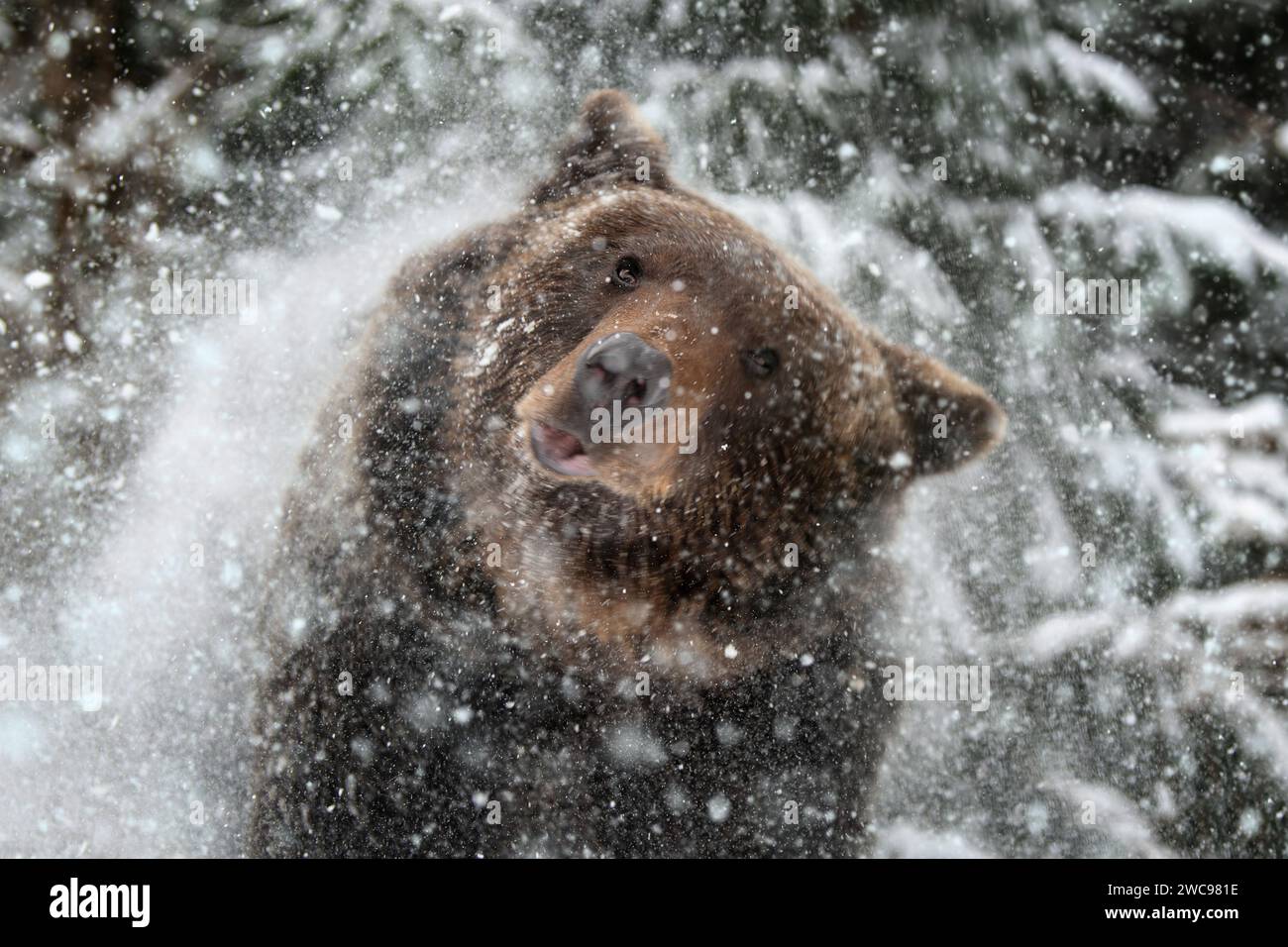 Ein erwachsener Braunbär kämpft aus dem Schnee. Tier in wilder Winternatur. Action-Wildlife-Szene mit gefährlichem Tier Stockfoto