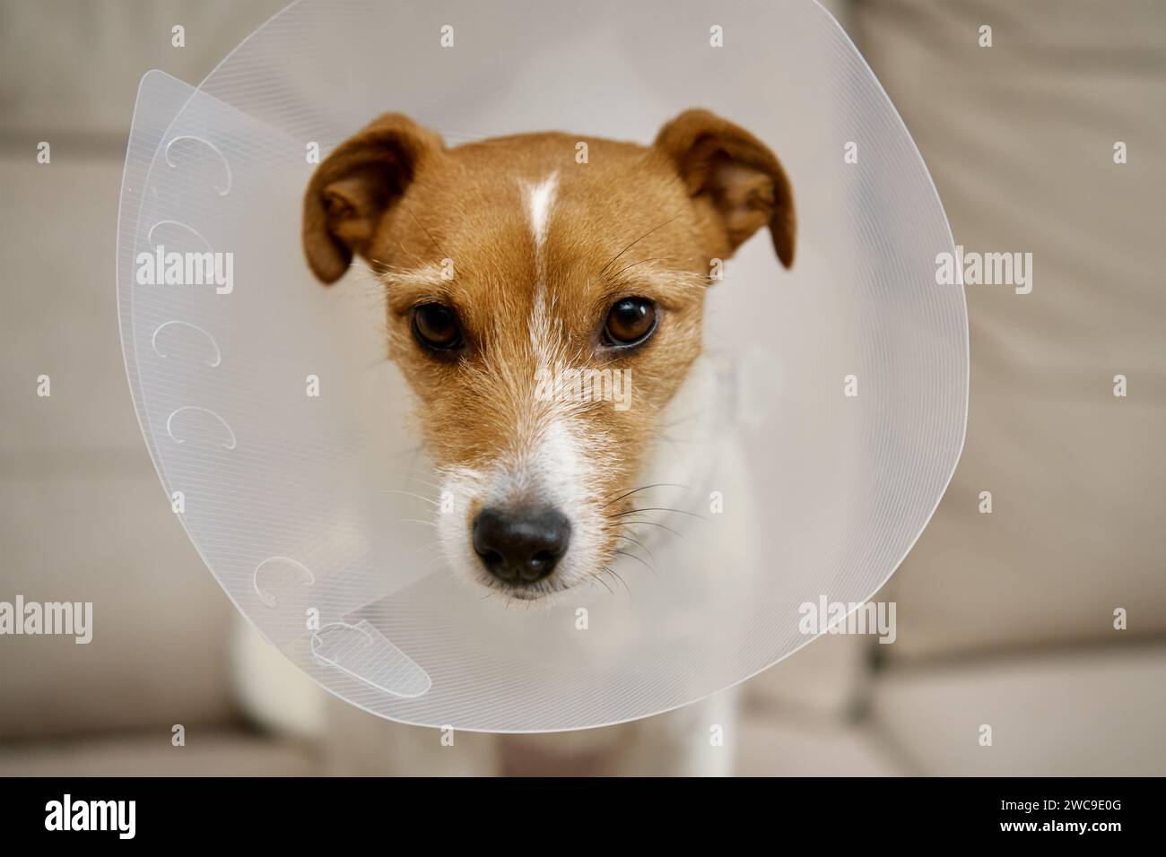 Hund mit medizinischem Plastikhalsband, der auf Sofa im Wohnzimmer sitzt. Rehabilitation nach ärztlicher Behandlung. Trauriger Jack Russell Terrier im Tierkegel Stockfoto