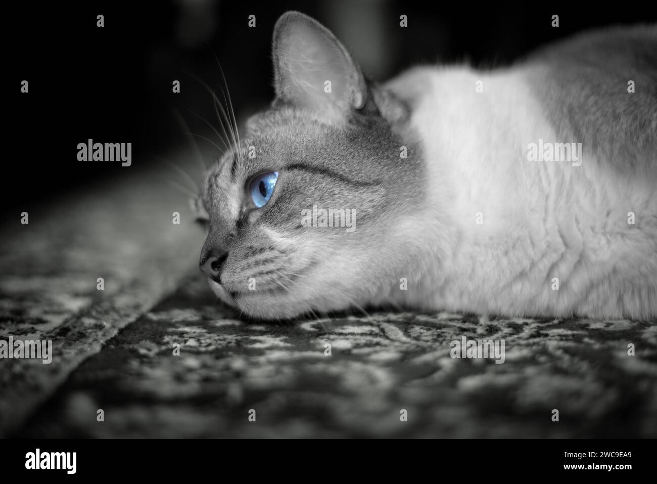 Selektives Farbporträt einer blauäugigen Katze Stockfoto